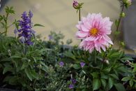 Close up of Flowers