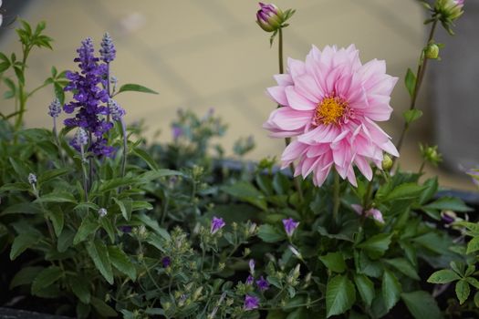 Close up of Flowers