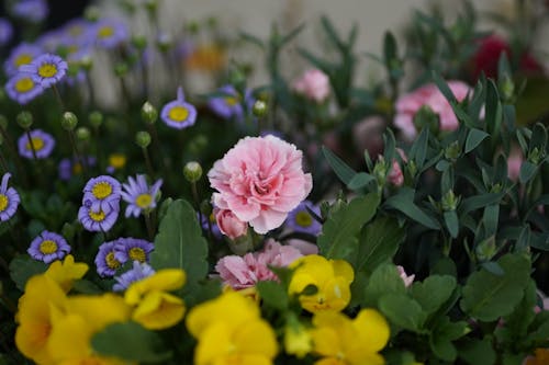 Free Photograph of Pink Carnations Near Purple Flowers Stock Photo