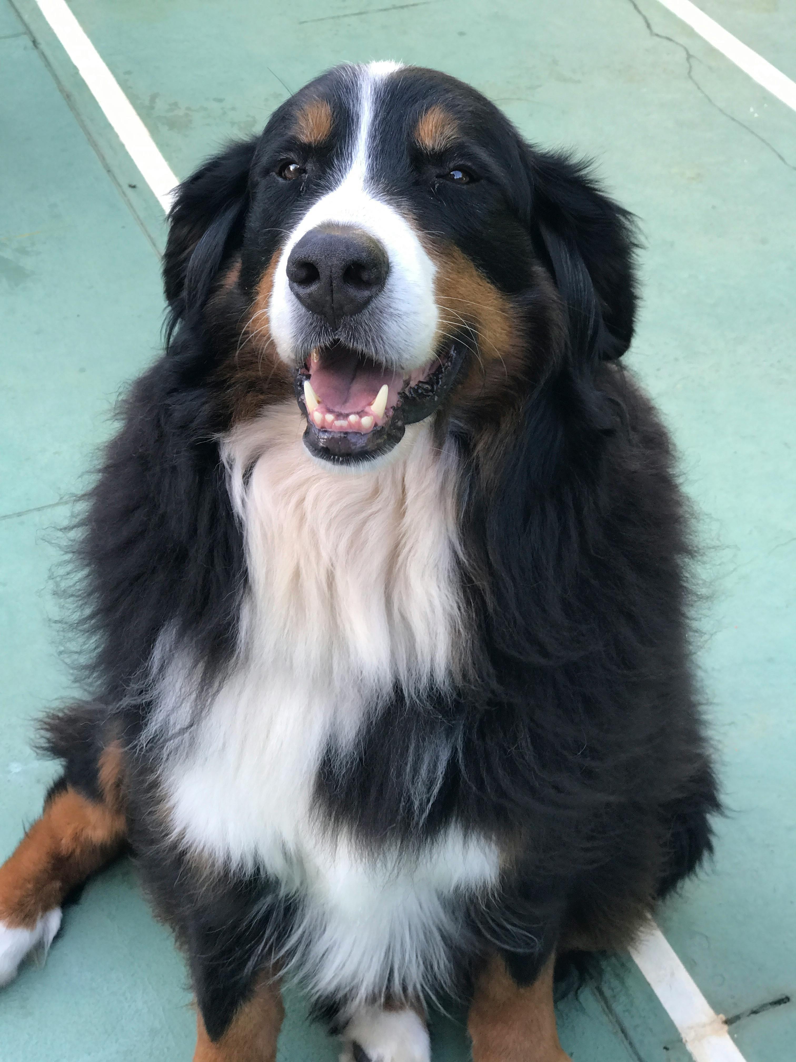 Free bernese clearance mountain dog