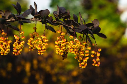 Free stock photo of bush, flowering plant, flowers