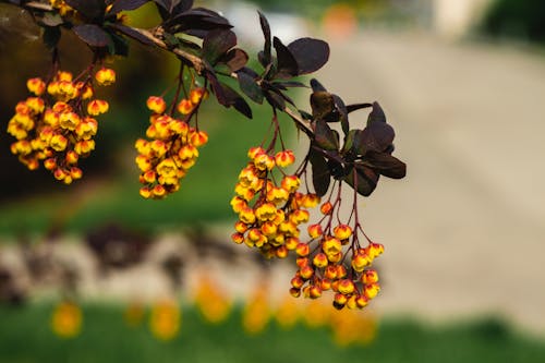 Free stock photo of blossoms, bush, flowering plant