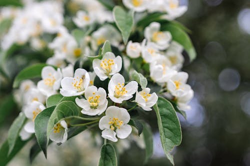 Free stock photo of flowering tree, white flowers