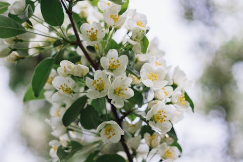 Free stock photo of flowering tree, white flowers