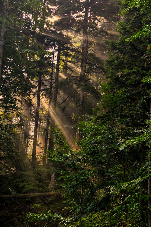 Green Trees in the Forest