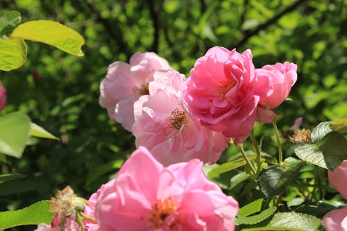Бесплатное стоковое фото с крупный план, розовые цветы, цветочная фотография