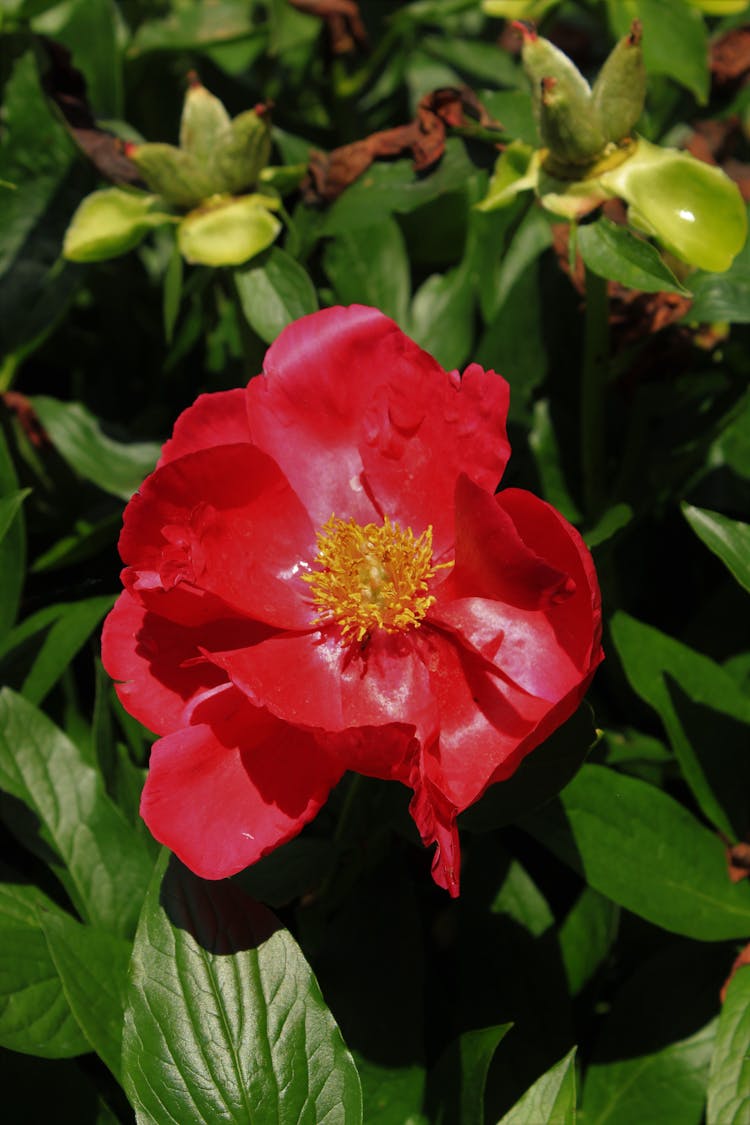 Hybrid Peony Flower In The Garden