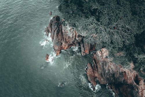 Aerial View of Trees Growing on Cliff
