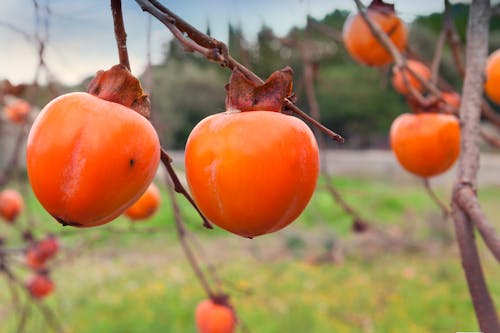 Gratis stockfoto met biologisch, fris, fruit