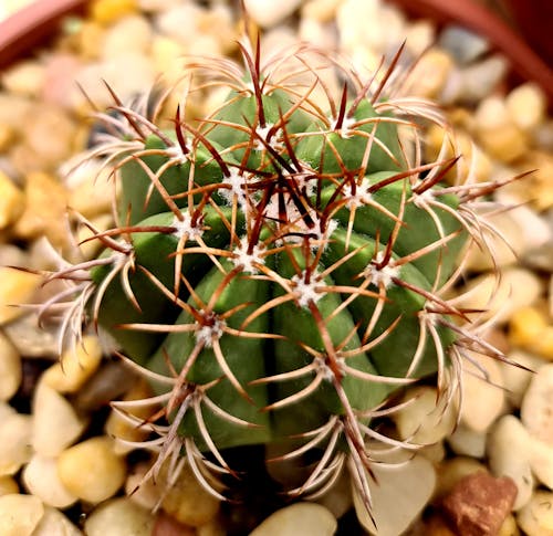 Free stock photo of cactos, flower