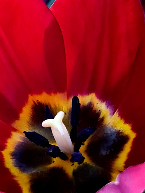 Free stock photo of flowers, red tulips, tulips