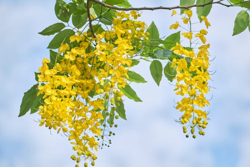 Foto profissional grátis de caule, floração, flores amarelas