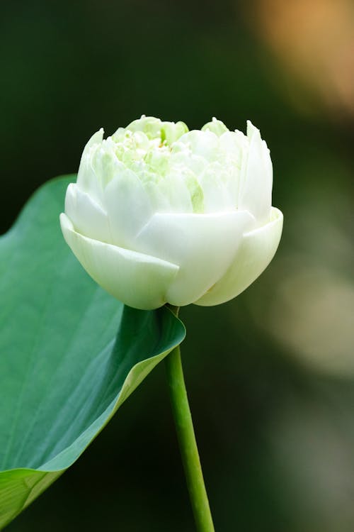 Free Close-Up of a White Flower Stock Photo
