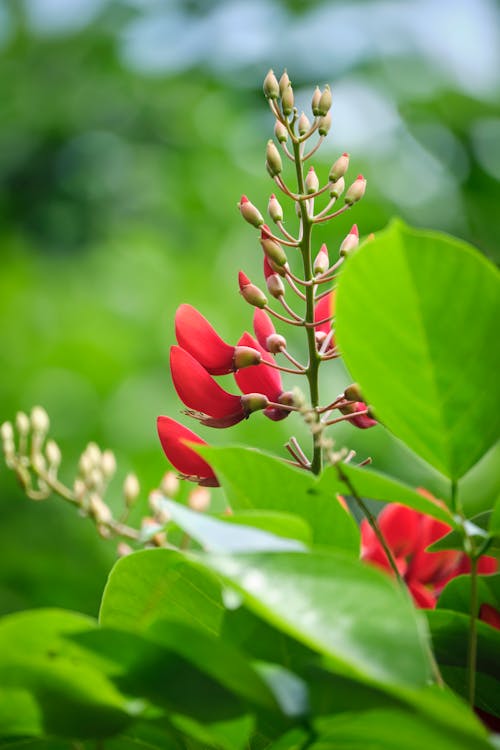 Flower Buds and Green Leaves