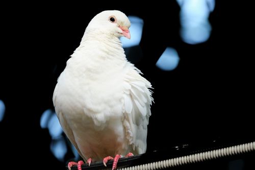 Free A white dove with detailed feathers perched against a blurred background. Stock Photo