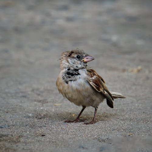 Free Brown Sparrow Bird on the Ground Stock Photo