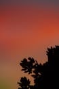 Silhouette of Flowers Under Red Sky