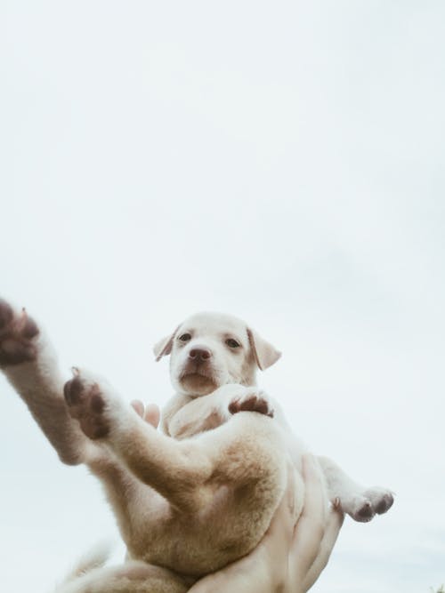 Person Hand Holding a White Short Coated Puppy