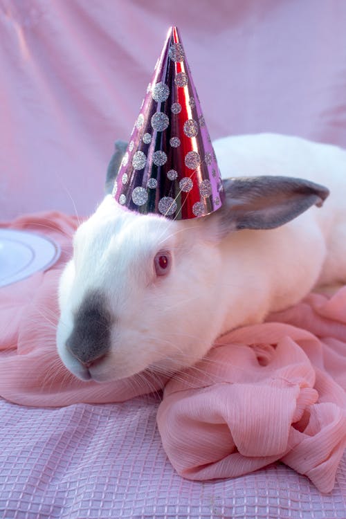 Close-Up Photo of a White Rabbit Wearing a Party Huy