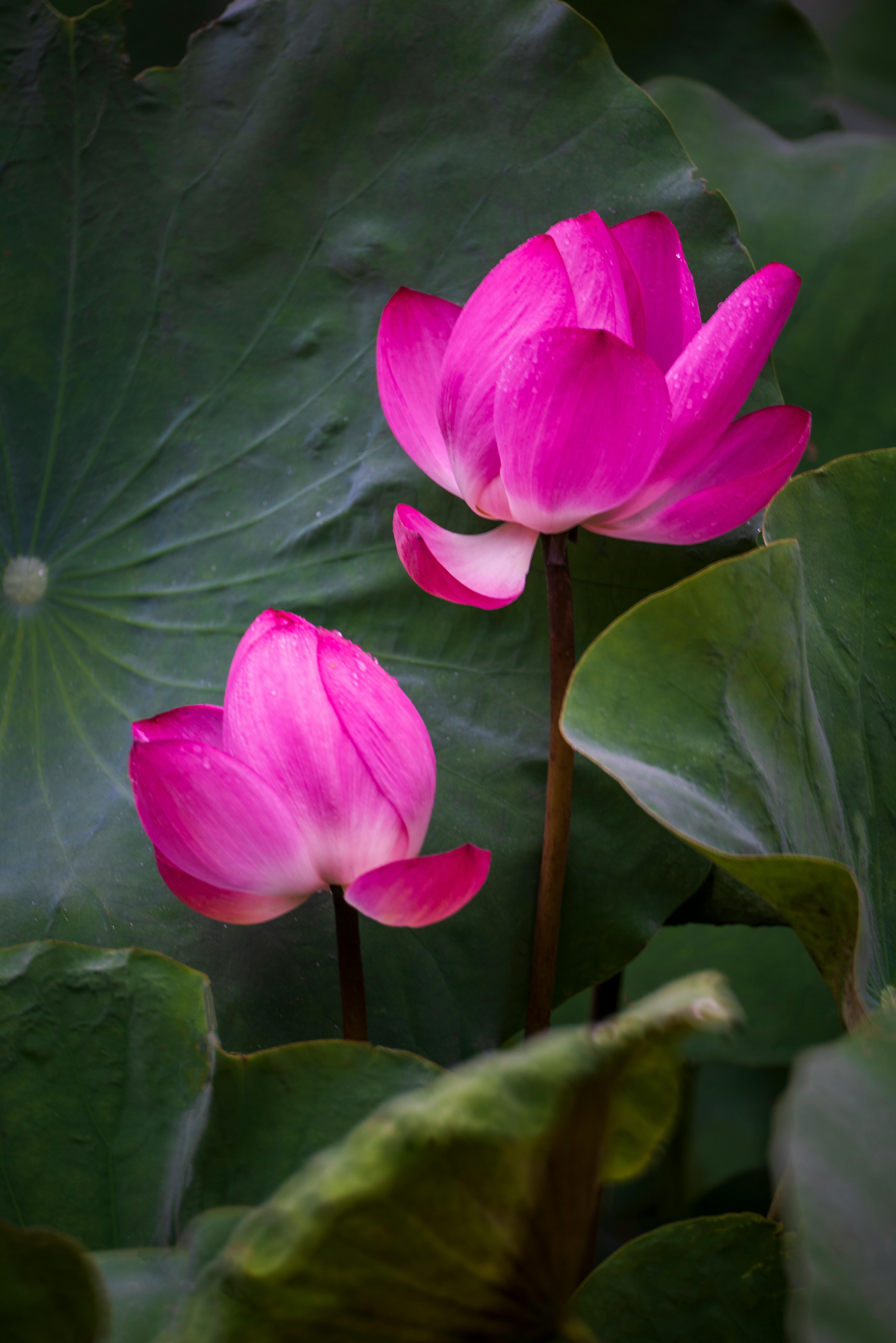 Close-up of vibrant pink lotus flowers with lush green leaves, showcasing natural beauty.