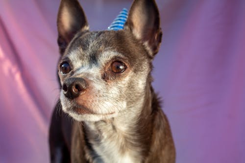Free Close up of a Chihuahua Stock Photo