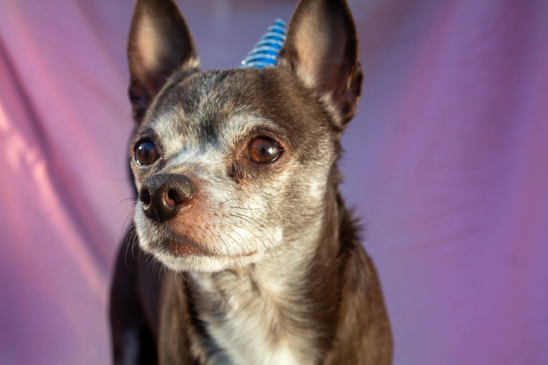 Close up of a Chihuahua