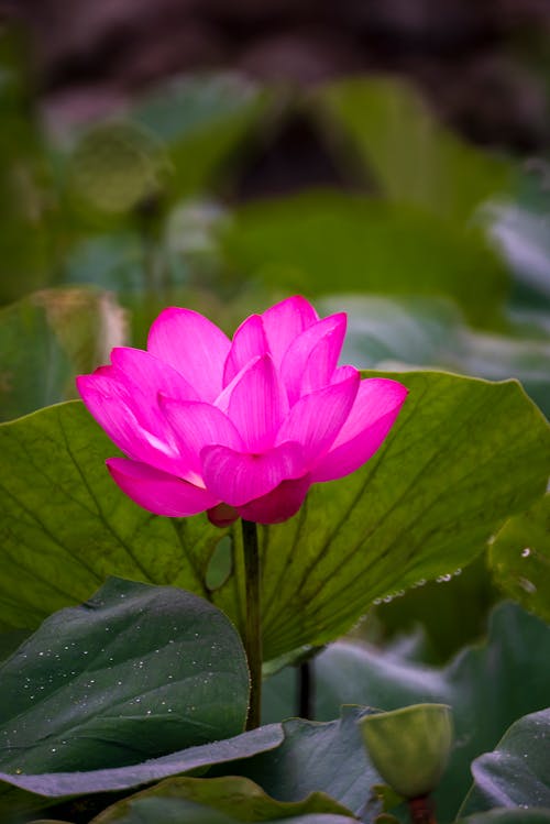 Close up of an Indian Lotus