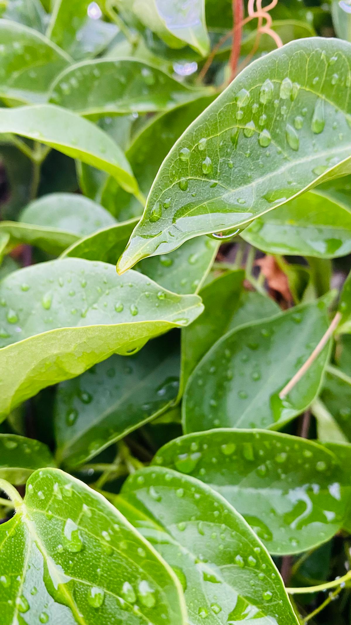 Person looking at health and nutrition content on their phone