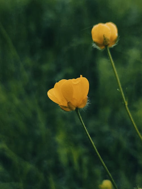 Kostenloses Stock Foto zu blühen, blumenphotographie, flora