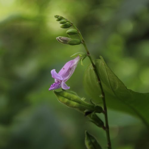 Free stock photo of beautiful flower, violet flower