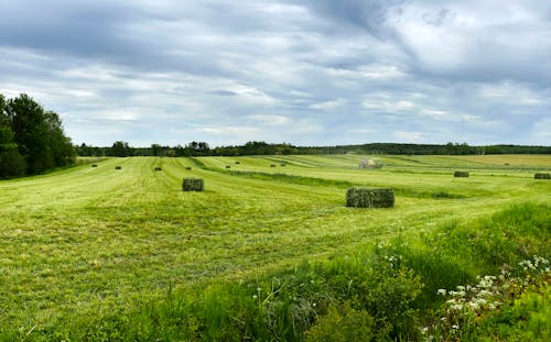 Fotos de stock gratuitas de campo de cultivo, césped verde, cielo nublado