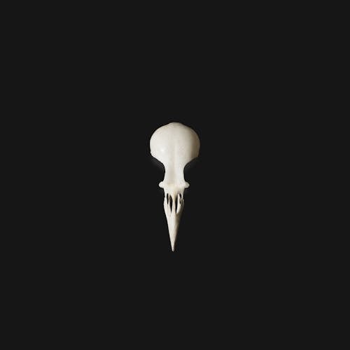 Free stock photo of death, simple, skull