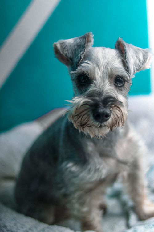 Free Close-up portrait of a cute miniature schnauzer puppy sitting indoors with a blurred background. Stock Photo