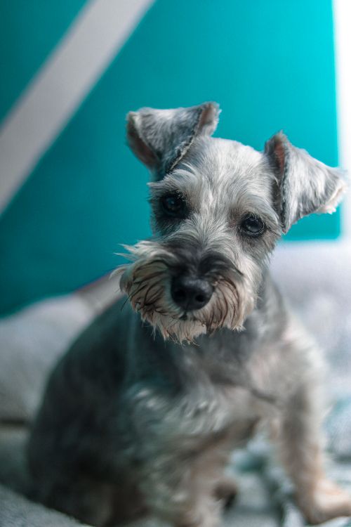 Free Charming portrait of a Miniature Schnauzer puppy with distinctive features and a soft expression indoors. Stock Photo