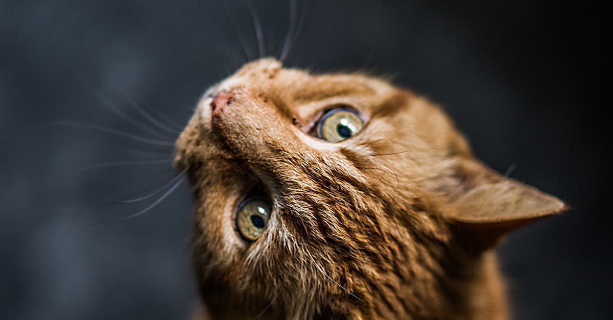What causes a cat’s whiskers to break off?