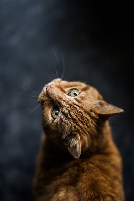What are the pros and cons of adopting a cat of any age? 
