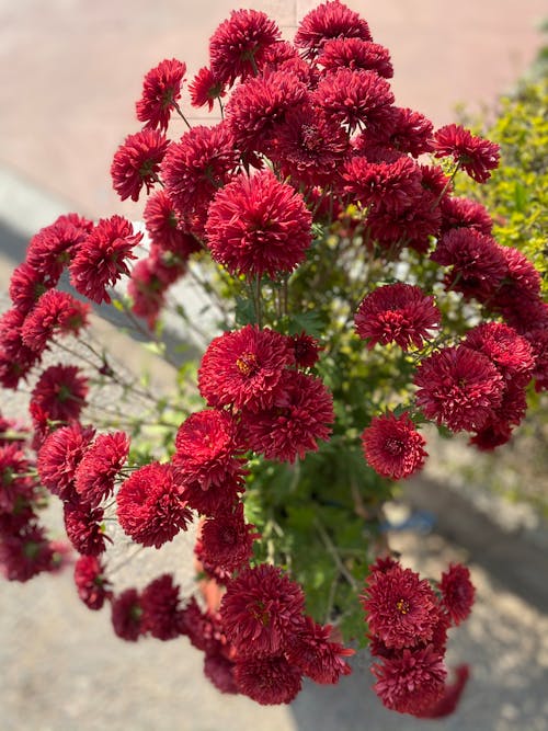 Photograph of Red Hardy Chrysanthemum Flowers