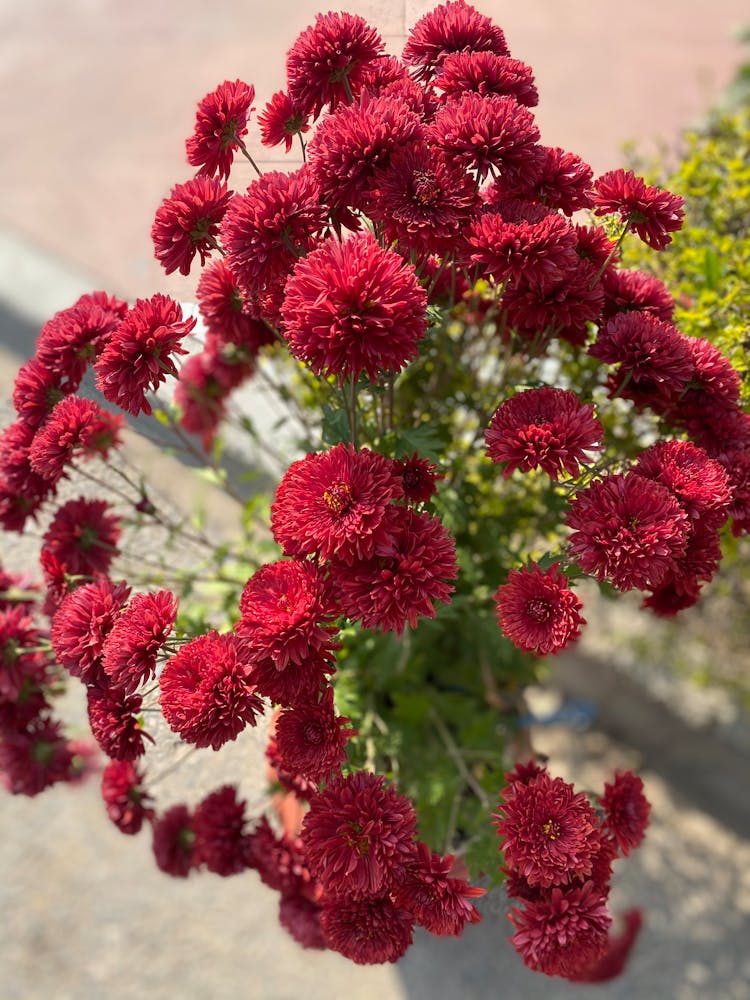 Photograph Of Red Hardy Chrysanthemum Flowers