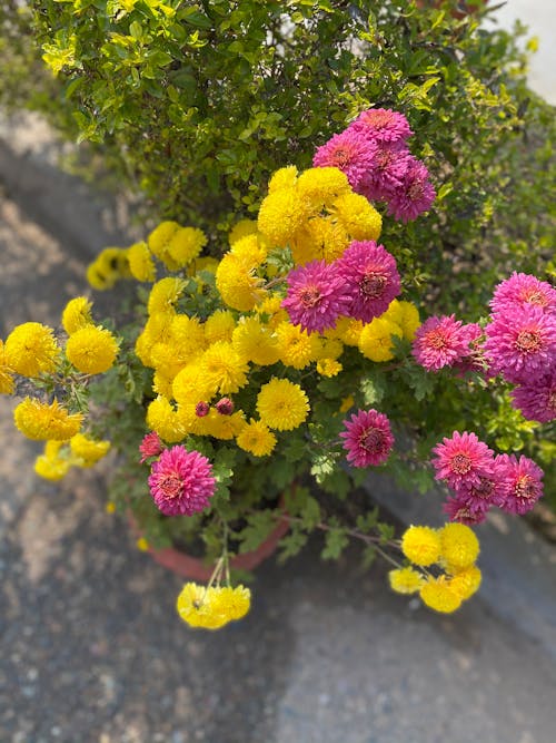 Close-Up Shot of Yellow and Pink Chrysanthemums in Bloom