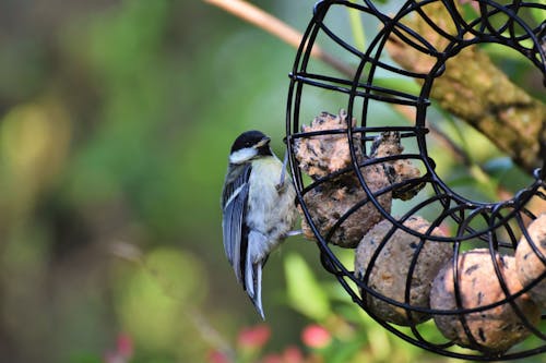 Free stock photo of bird photography, small bird, songbird