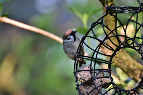 Free stock photo of bird photography, small bird, songbird