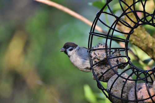 Free stock photo of bird photography, small bird, songbird