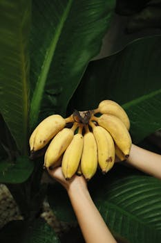 Cluster of ripe bananas held by hands, surrounded by lush green leaves.