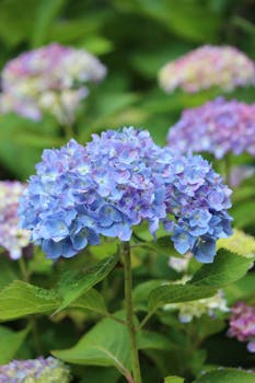 Close-up of a blue hydrangea flower in bloom, surrounded by lush green leaves outdoors.