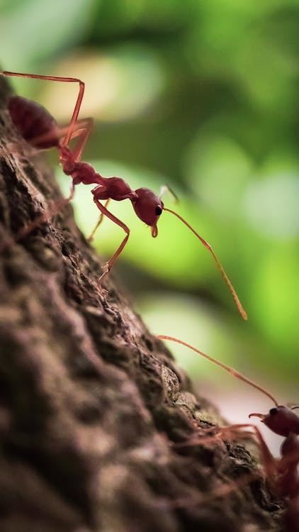 Free Fire Ants on a Rough Surface Stock Photo