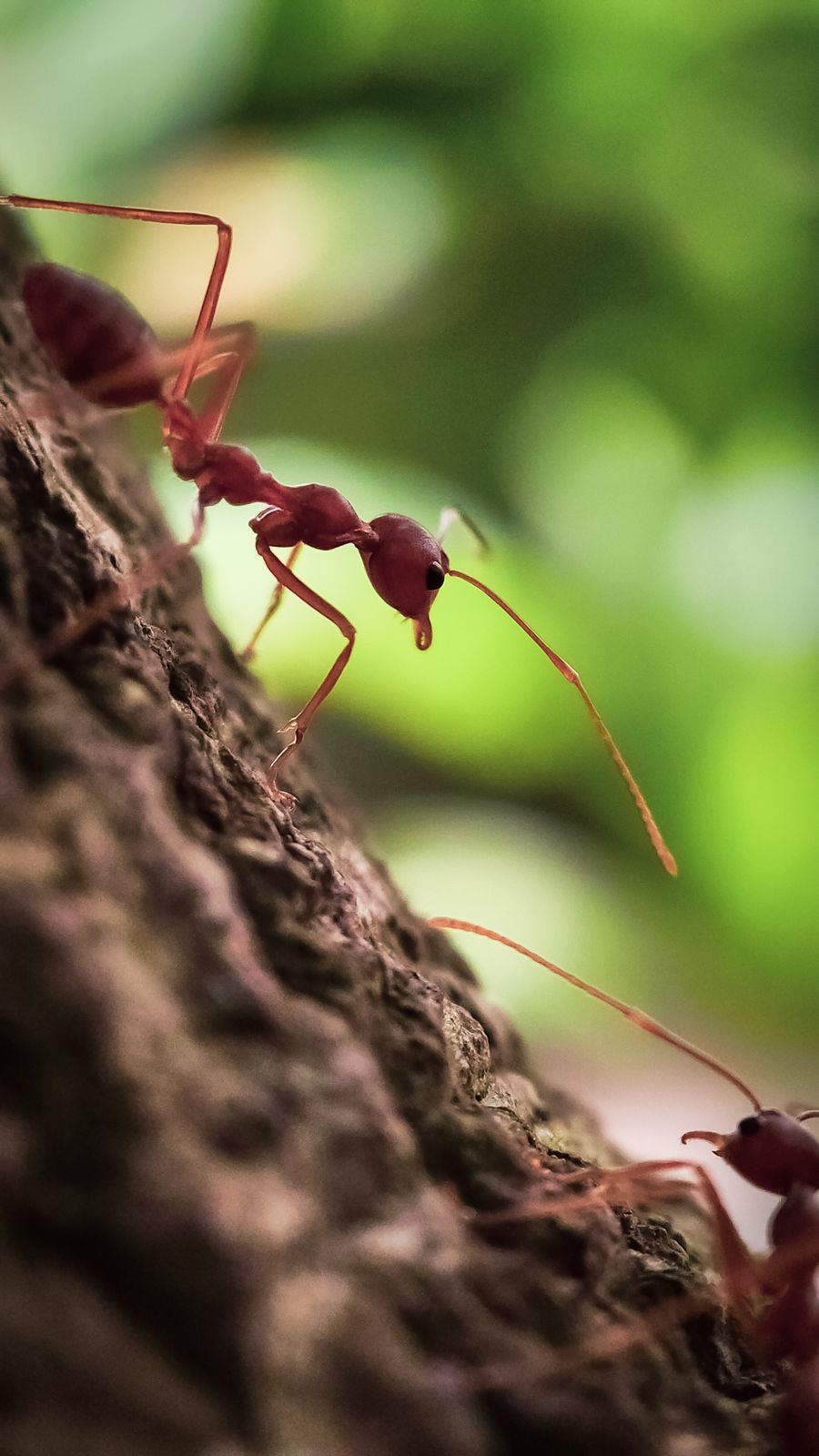 Fire ants crowding a surface before treatment