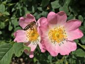 A Bee Gathering Nectar from the Dog Rose Flowers