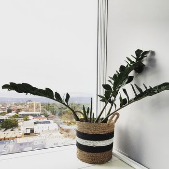 ZZ Plant (Zamioculcas zamiifolia)