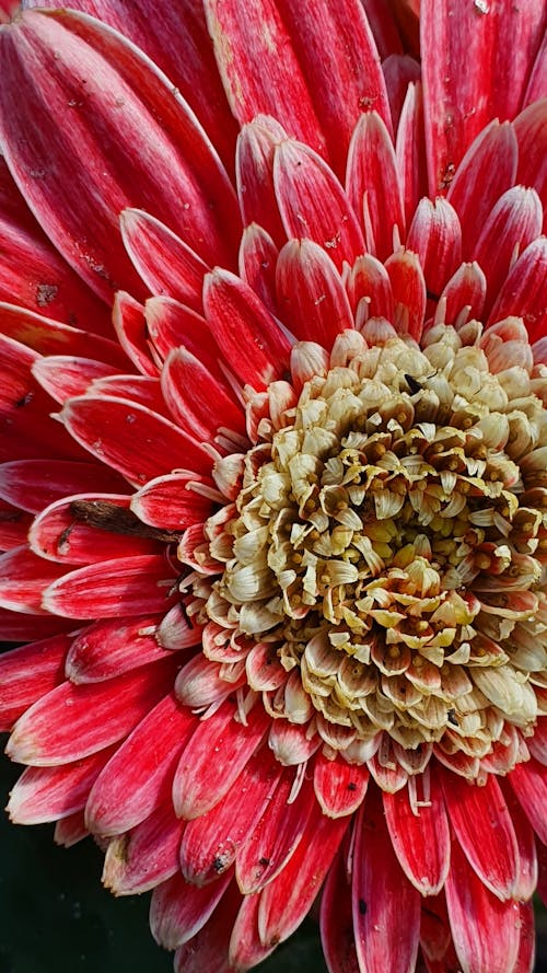 Základová fotografie zdarma na téma barberton daisy, detail, flóra