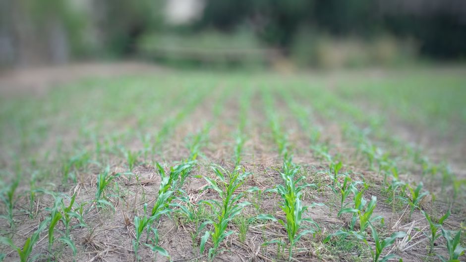 Semente de Sorgo